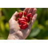 CHILI - CAROLINA REAPER, the world's hottest.