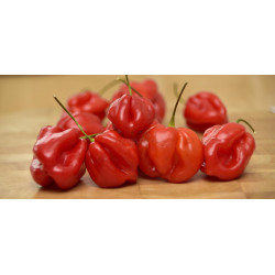 CHILI - CAROLINA REAPER, the world's hottest.