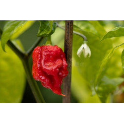 CHILI - CAROLINA REAPER, the world's hottest.