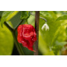 CHILI - CAROLINA REAPER, the world's hottest.