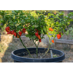 CHILI - CAROLINA REAPER, the world's hottest.