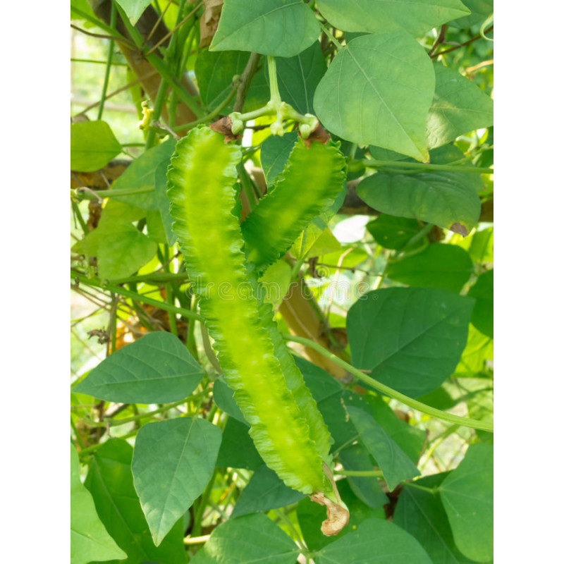 BEAN - WINGED BEAN