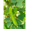 BEAN - WINGED BEAN