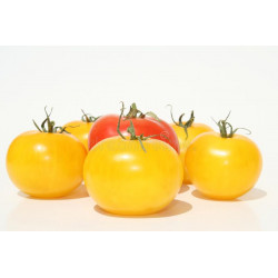 TOMATO - MORTGAGE LIFTER YELLOW, vine