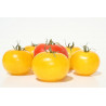 TOMATO - MORTGAGE LIFTER YELLOW, vine