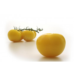 TOMATO - MORTGAGE LIFTER YELLOW, vine