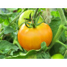 TOMATO - MORTGAGE LIFTER YELLOW, vine