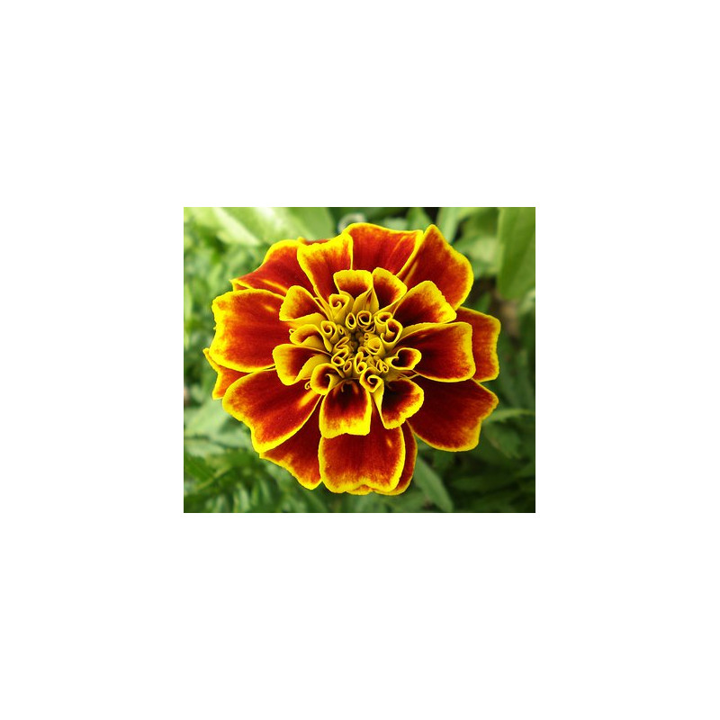 MARIGOLD - RED CHERRY