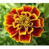 MARIGOLD - RED CHERRY