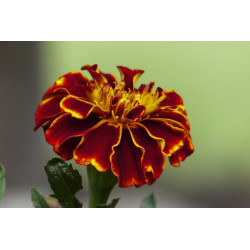 MARIGOLD - RED CHERRY