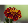 MARIGOLD - RED CHERRY