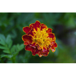 MARIGOLD - RED CHERRY