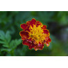 MARIGOLD - RED CHERRY