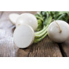 RADISH - HAILSTONE