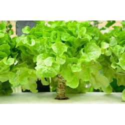 LETTUCE - GREEN OAKLEAF, non organic