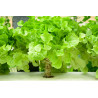 LETTUCE - GREEN OAKLEAF, non organic