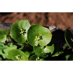 MINERS LETTUCE