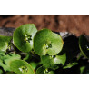 MINERS LETTUCE