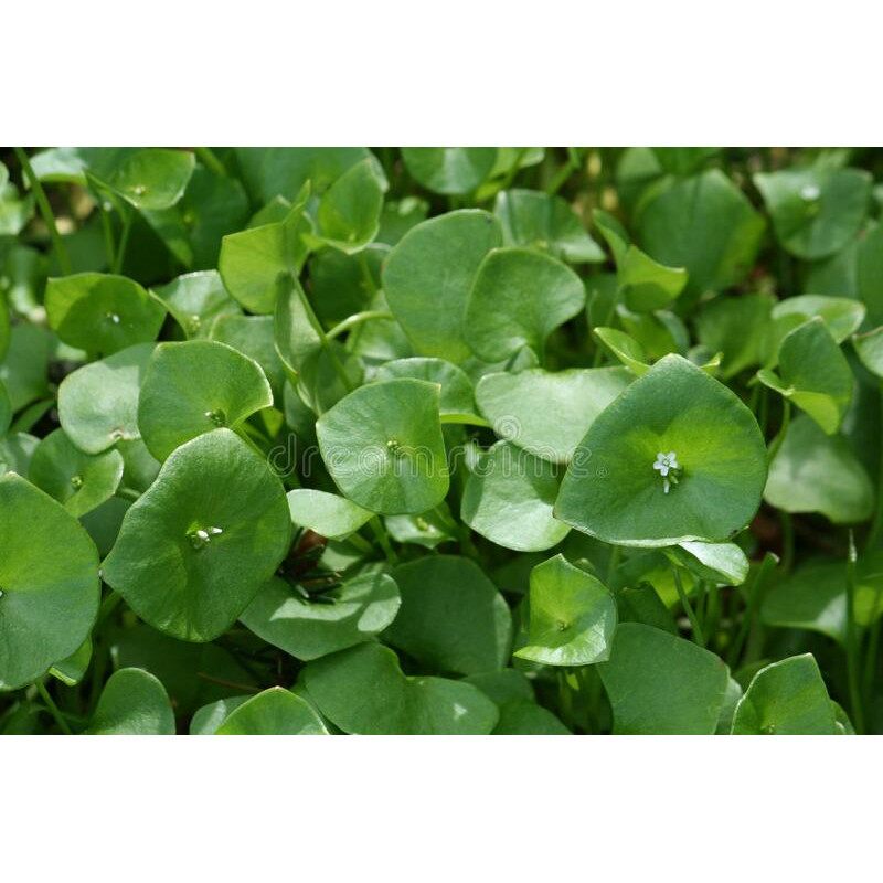 MINERS LETTUCE