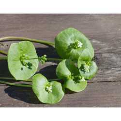 MINERS LETTUCE