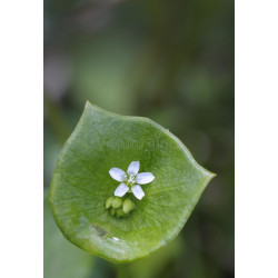 MINERS LETTUCE