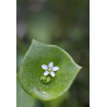 MINERS LETTUCE