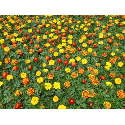 MARIGOLD - BONITA MIX