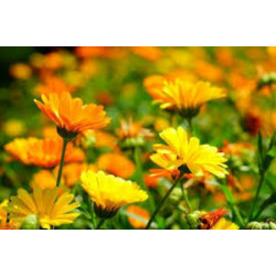 CALENDULA - PACIFIC BEAUTY MIX