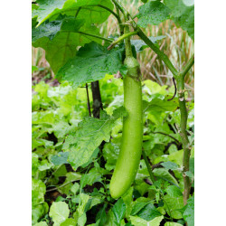 EGGPLANT - LONG GREEN