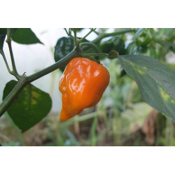 CHILI - HABANERO YELLOW