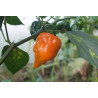 CHILI - HABANERO YELLOW