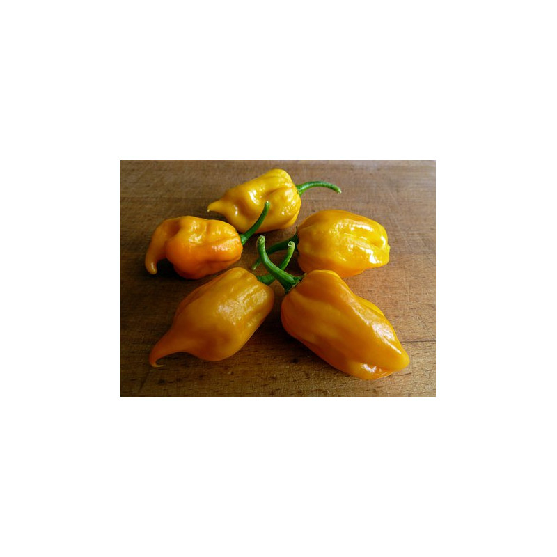 CHILI - HABANERO YELLOW