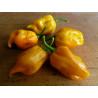 CHILI - HABANERO YELLOW