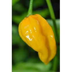 CHILI - HABANERO YELLOW