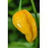 CHILI - HABANERO YELLOW