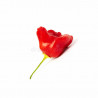 CHILI - SCOTCH BONNET RED