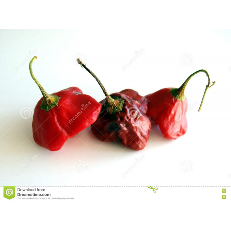 CHILI - SCOTCH BONNET RED