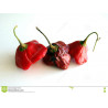 CHILI - SCOTCH BONNET RED