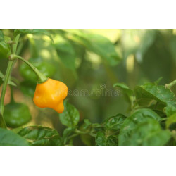 CHILI - JAMAICAN HOT, YELLOW