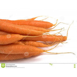 CARROT - NANTES