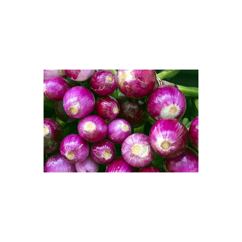 ONION - PURPLETTE