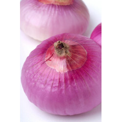 ONION - PURPLETTE