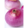 ONION - PURPLETTE