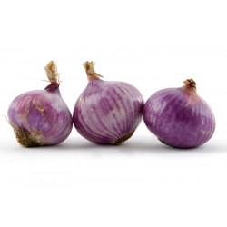 ONION - PURPLETTE