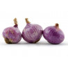 ONION - PURPLETTE