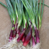 ONION - RED BEARD, Bunching Onion