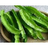 BEAN - WINGED BEAN