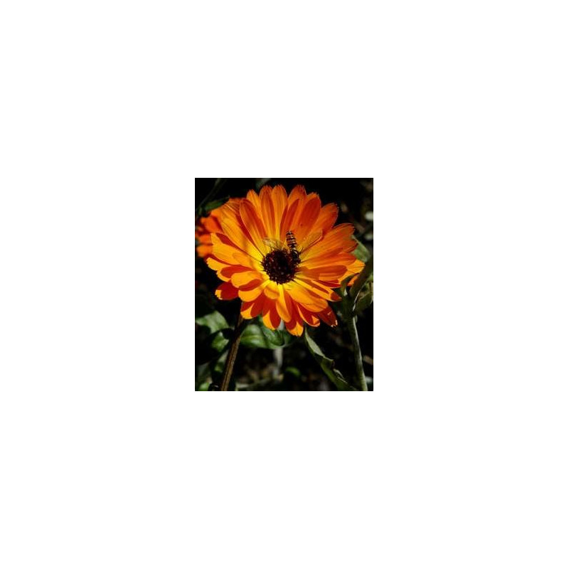 CALENDULA - TOUCH OF RED