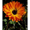 CALENDULA - TOUCH OF RED