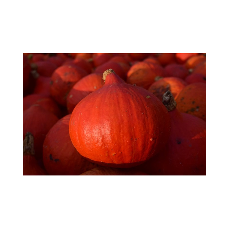 PUMPKIN - RED KURI